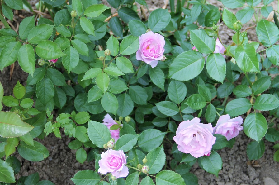 'Déclic' rose photo