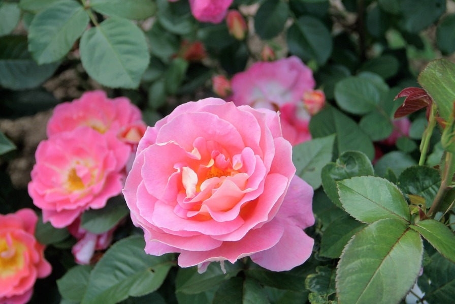 'Evelyne Dheliat ®' rose photo