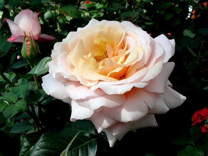 'Chimène ®' rose photo