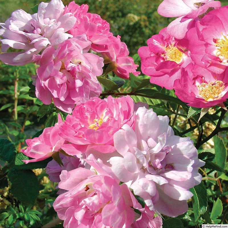 'Rosa multiflora nana perpetua 'Garden Party'' rose photo