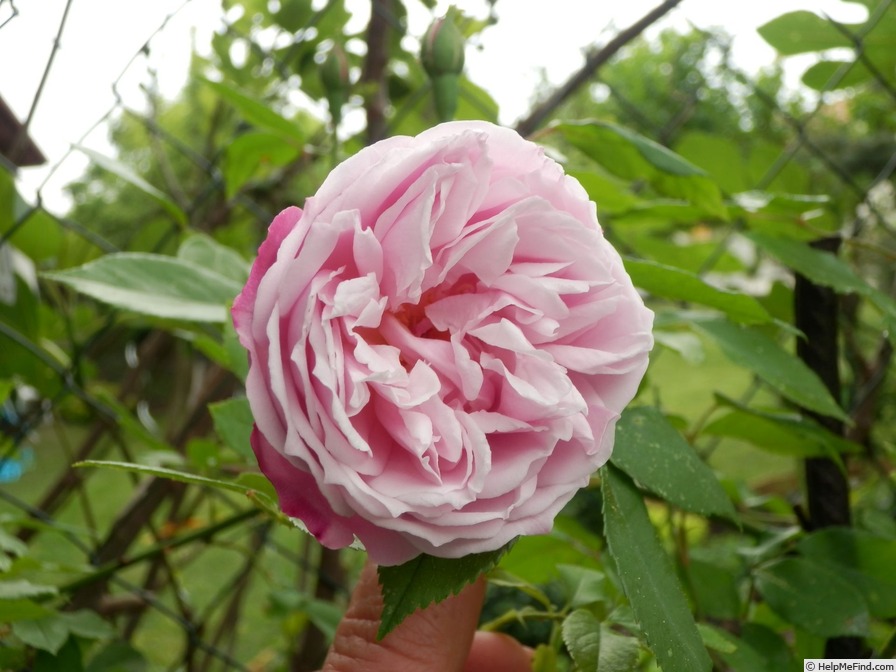 'Old Blush, Cl.' rose photo