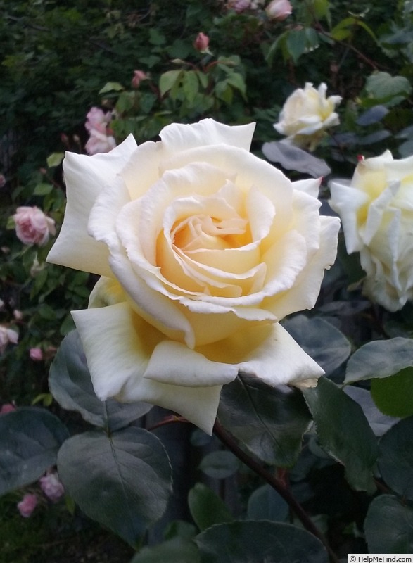 'Jack Hume' rose photo