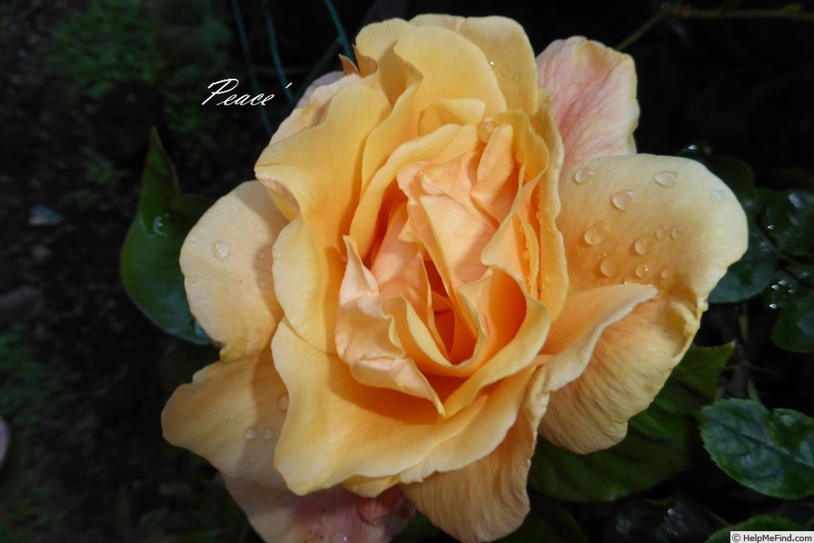 'Peace (hybrid tea, Meilland 1935)' rose photo