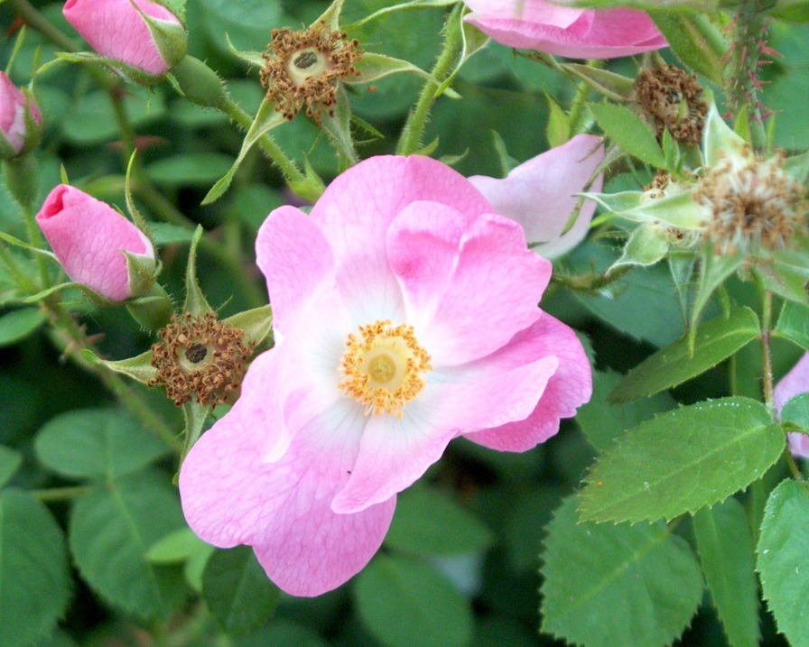 'Bradwardine' rose photo
