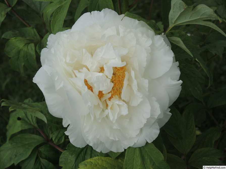 'Tama-sudare' peony photo