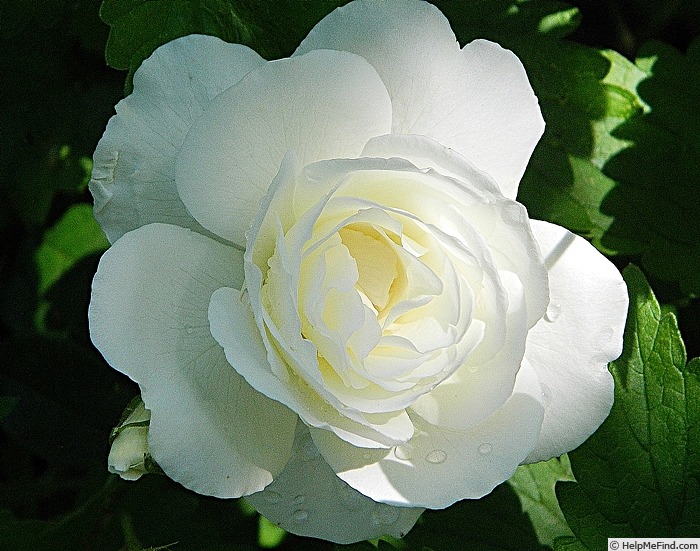 'Kristall' rose photo