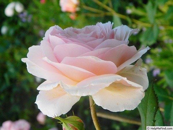 'A Shropshire Lad' rose photo