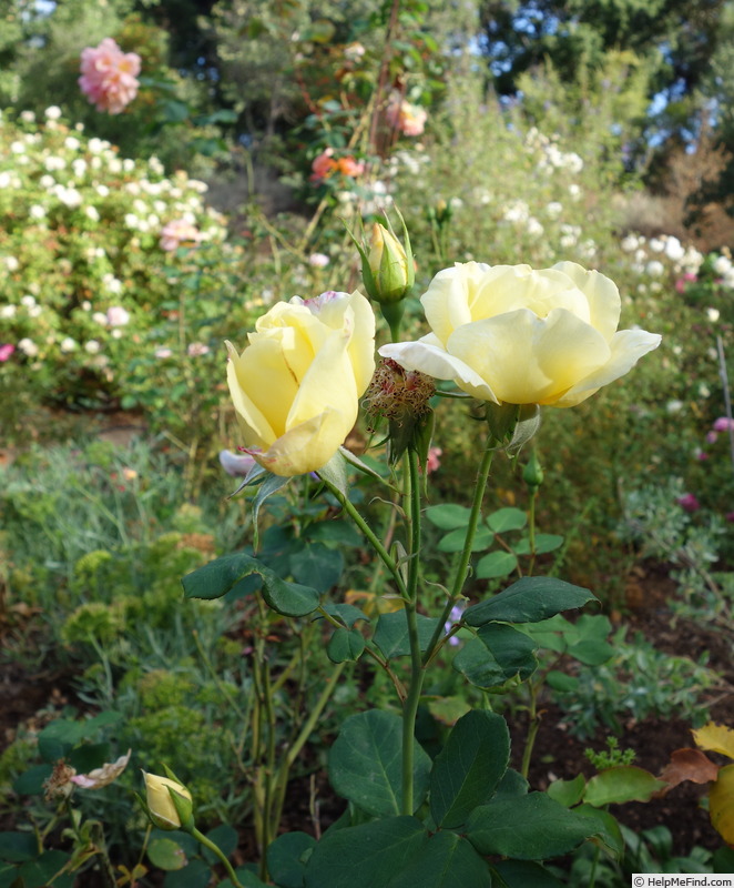'Ivory Triumph' rose photo