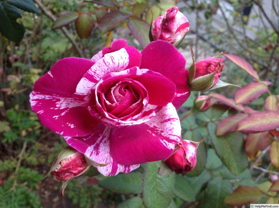 'Moore's Striped Rugosa' rose photo