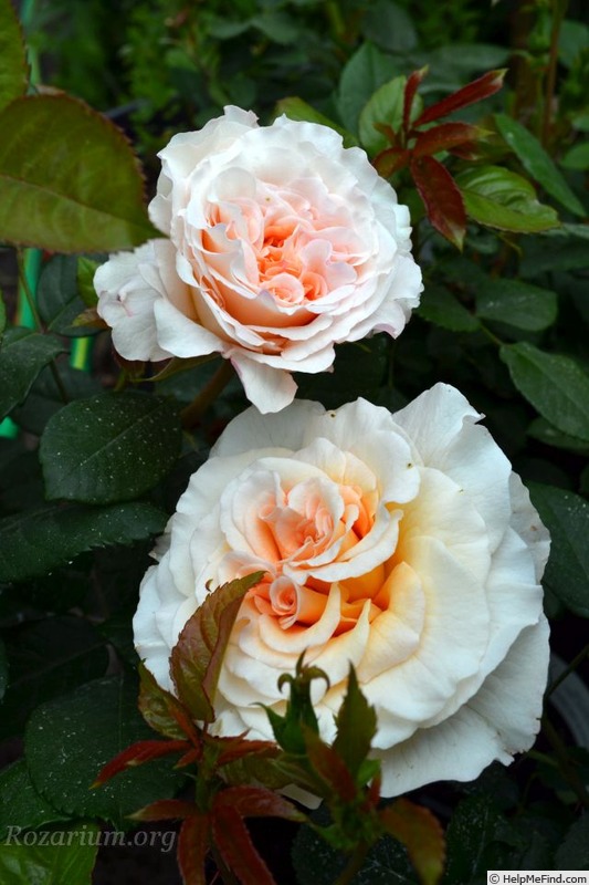 'Miss Fine ®' rose photo