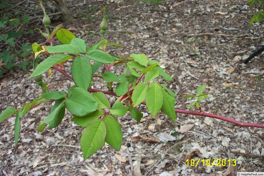 'Amadis (boursault, Laffay before 1826)' rose photo