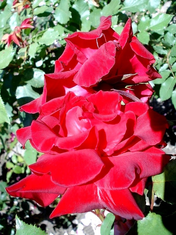'Romy Schneider ®' rose photo