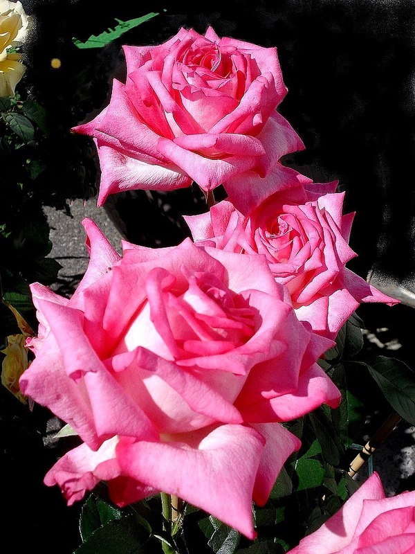 'Trade Winds x Percy Thrower' rose photo