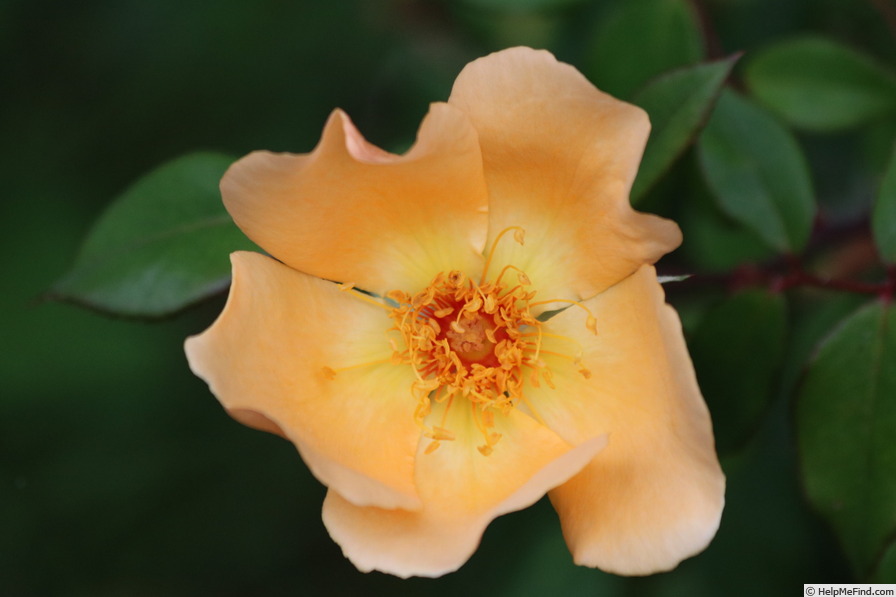 'Mrs. Oakley-Fisher (Hybrid Tea, Cant, 1921)' rose photo