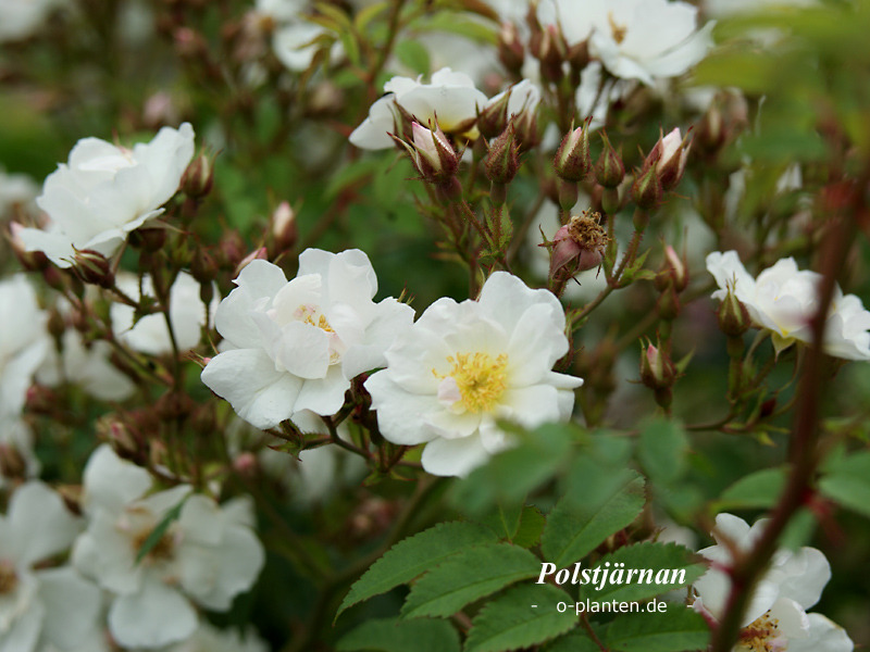 'Polstjärnan' rose photo