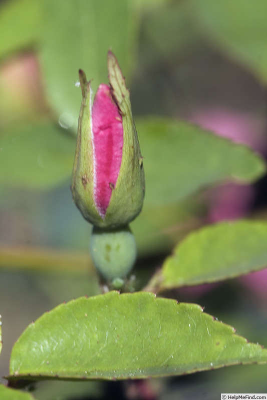 'Evenstar' rose photo