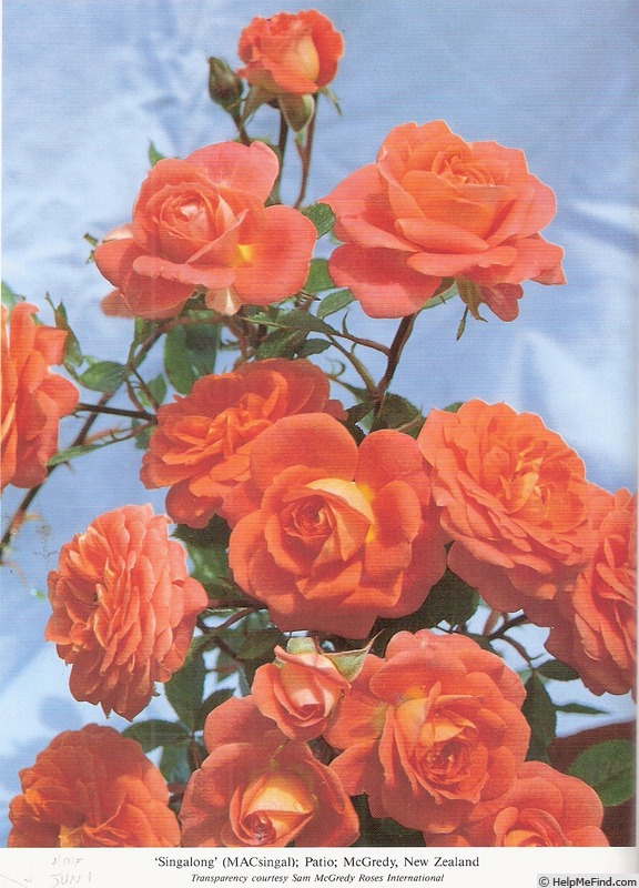 'Singalong' rose photo