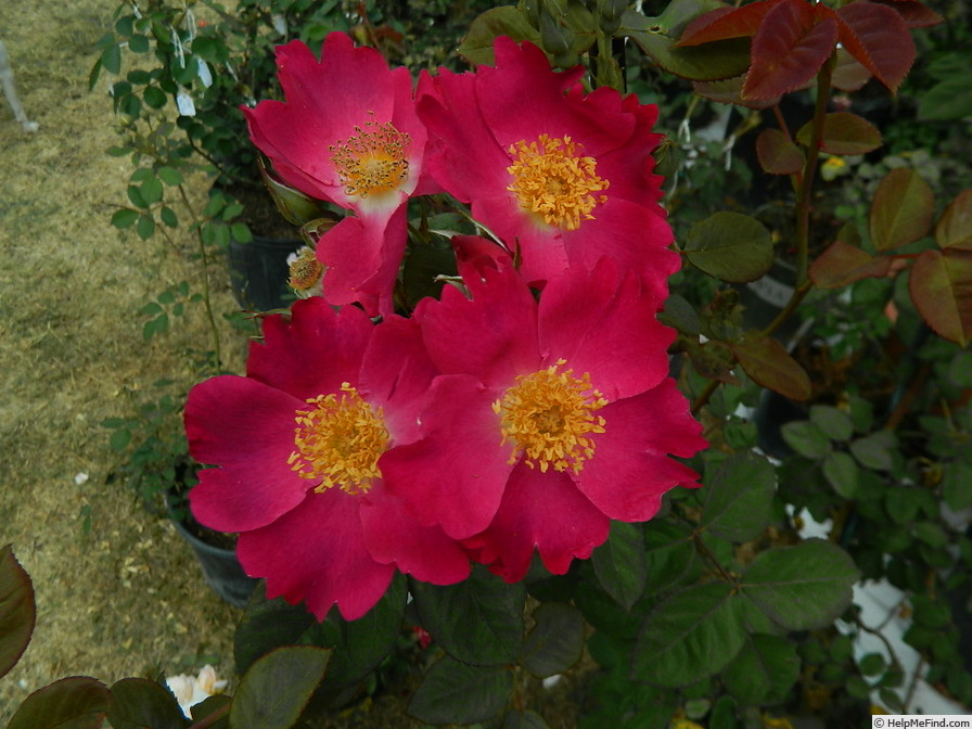 'APMCXSG' rose photo