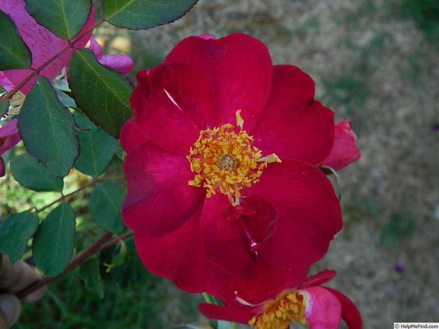 'IHTXLBXSG' rose photo