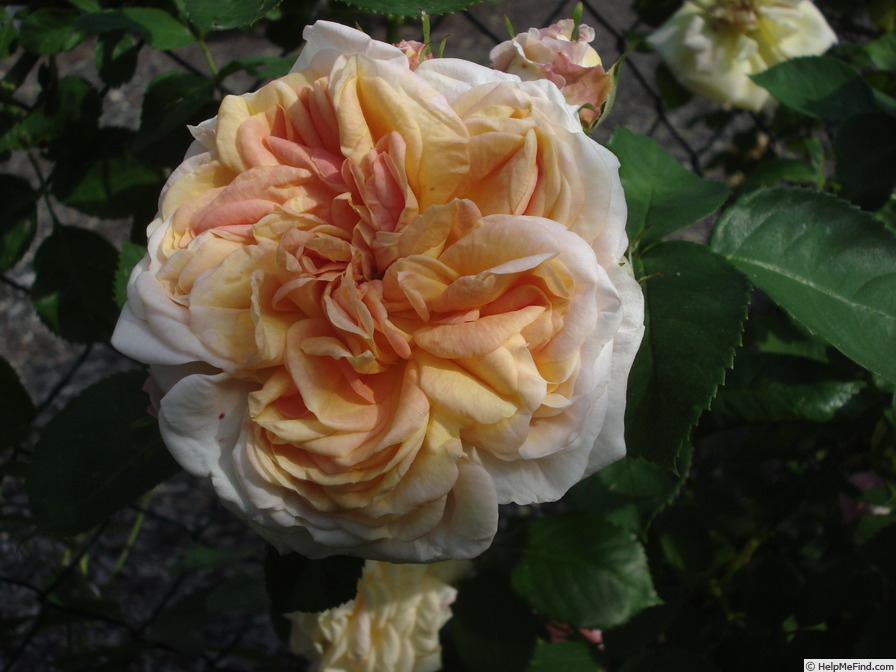 'Alchymist' rose photo