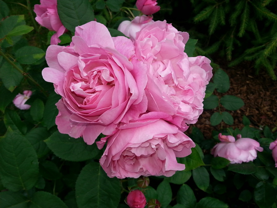 'Mary Rose ®' rose photo