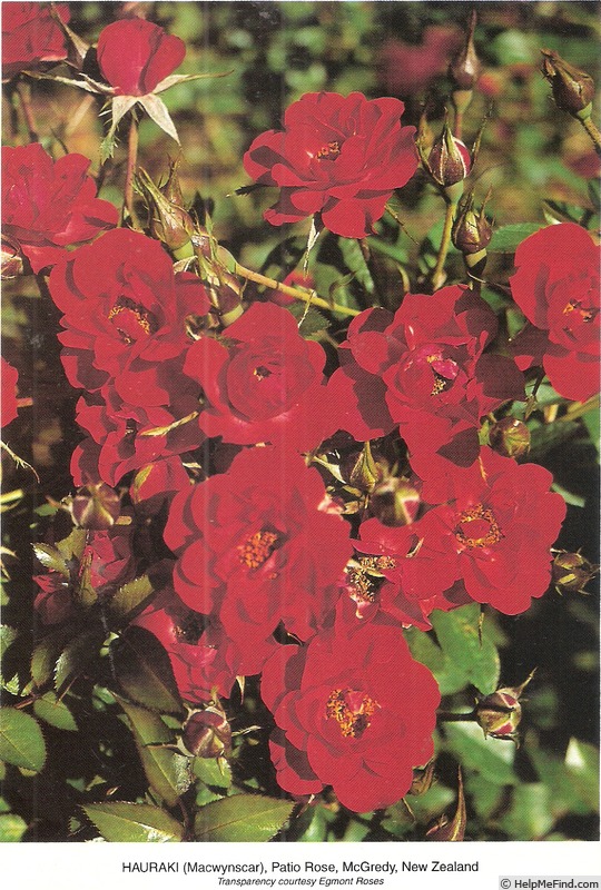 'Hauraki' rose photo