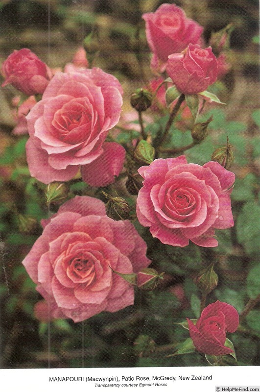'Manapouri (Patio, McGredy 1990)' rose photo