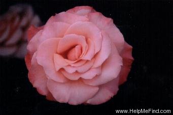 'Reflections' rose photo