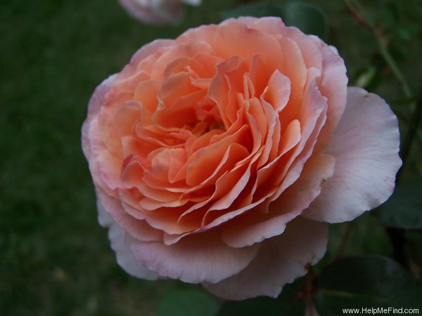 'Tamora (shrub, Austin, 1983)' rose photo