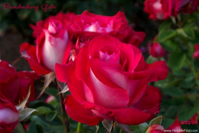 'Brandenburg Gate ™' rose photo