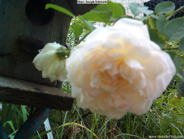 'Madame Joseph Schwartz' rose photo