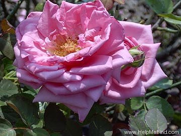 'Country Doctor' rose photo