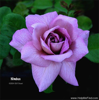 'Nimbus (Floribunda, LeGrice, 1989)' rose photo