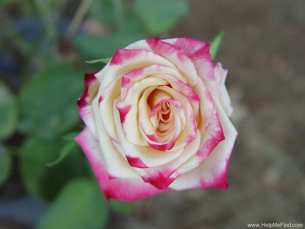 'Gayle' rose photo