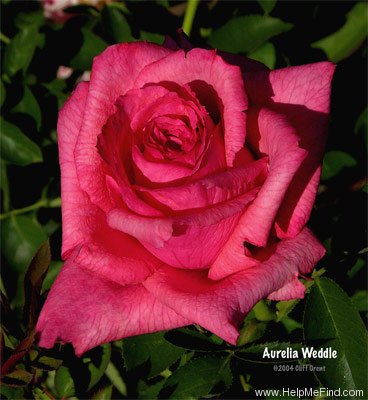 'Aurelia Weddle' rose photo