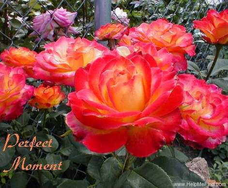 'Perfect Moment ™' rose photo