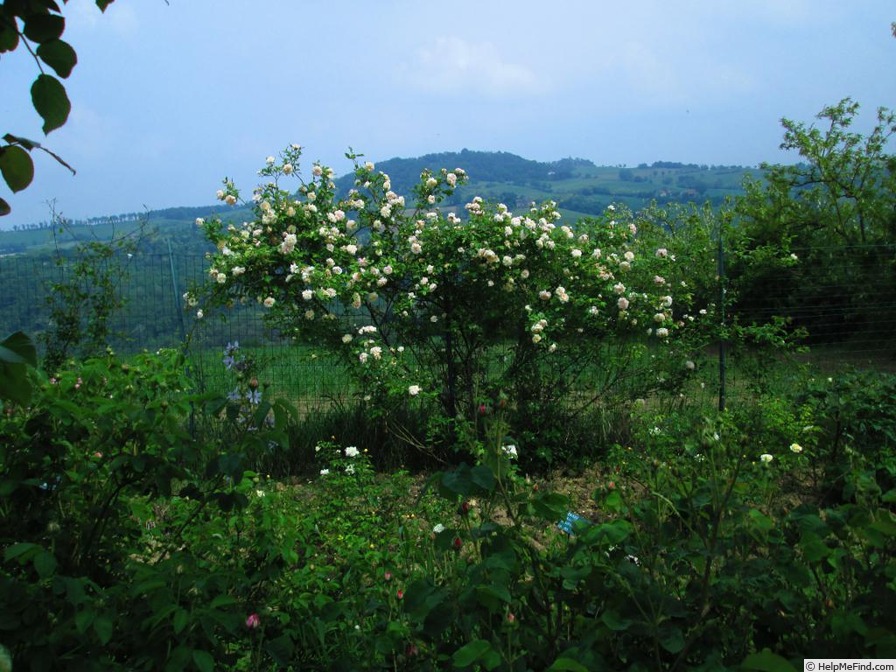 'Jaune Desprez' rose photo