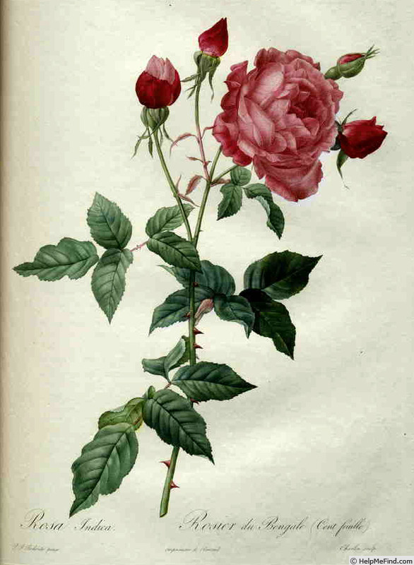 'Rosier du Bengale (Cent feuille)' rose photo