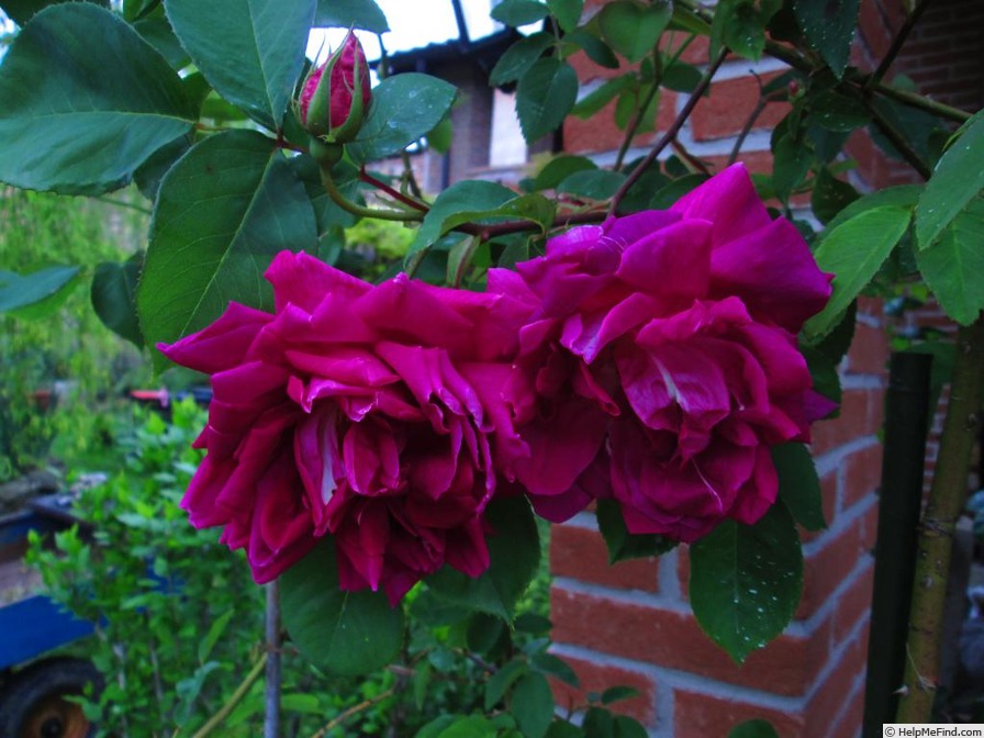 'Noella Nabonnand' rose photo