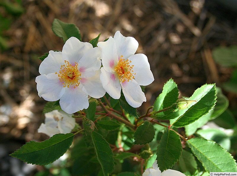 'September Stars' rose photo