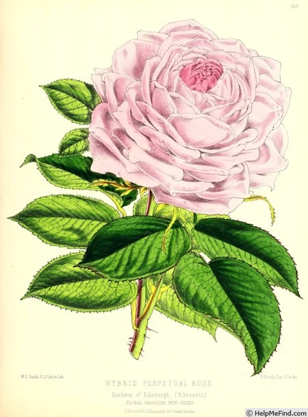 'Duchess of Edinburgh (hybrid perpetual, Dunant/Bennett, 1874)' rose photo