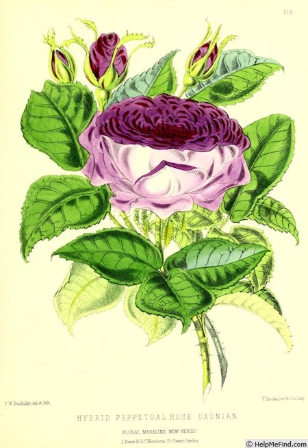 'Oxonian' rose photo