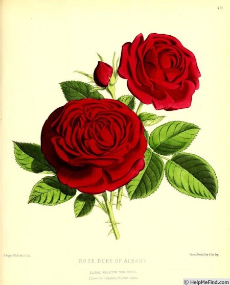 'Duke of Albany' rose photo
