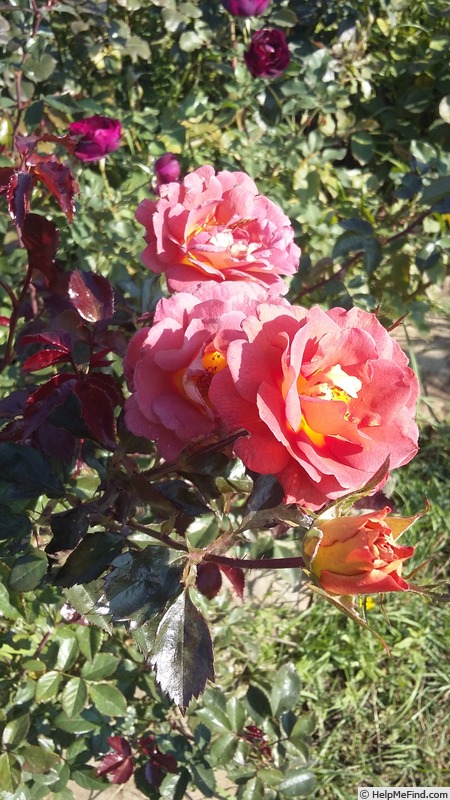 'Iris Webb' rose photo
