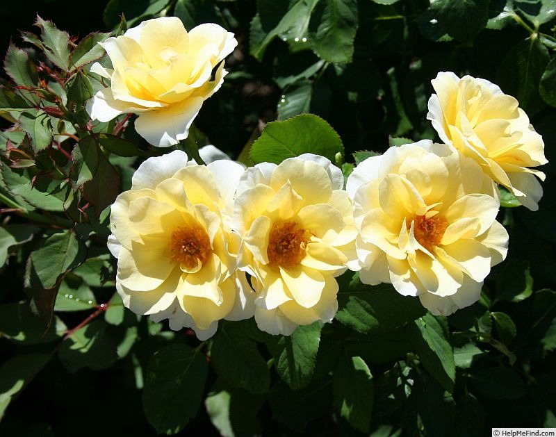 'Lemon Sunrise' rose photo