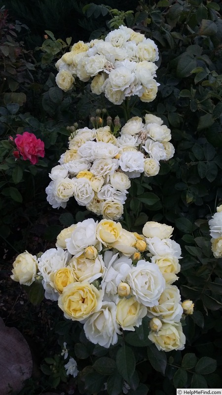 'Golden Border' rose photo