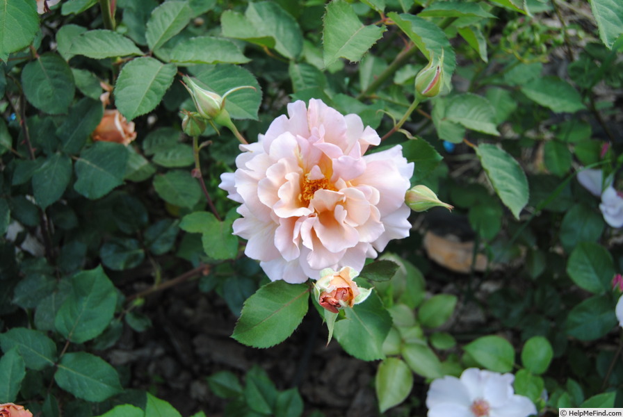 'Julia's Rose' rose photo