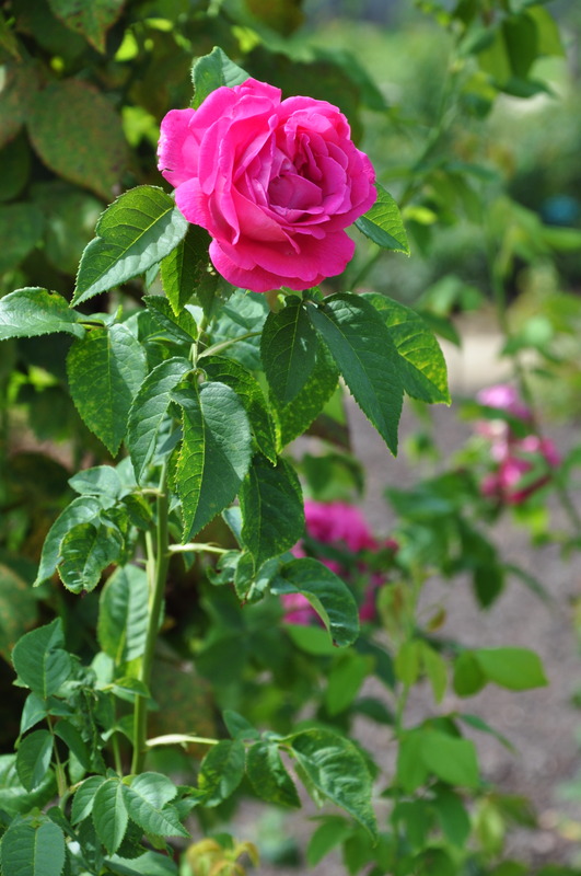 'Baron Gonella' rose photo