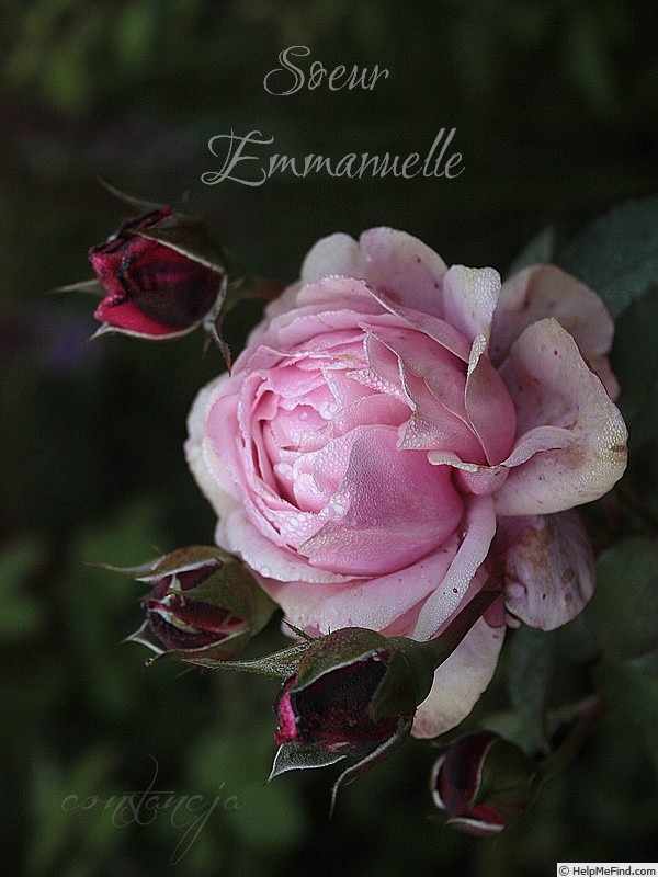 'Soeur Emmanuelle ®' rose photo