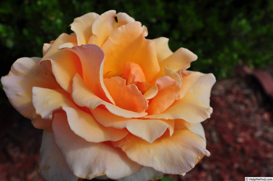 'Medallion ®' rose photo